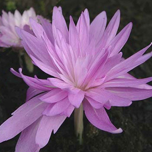Colchicum Waterlily