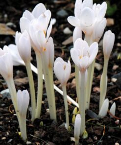 Colchium Autumnale Album
