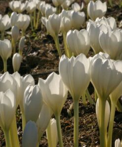 colchicum