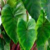 Colocasia Hawaiian Punch