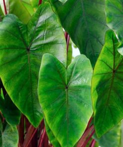 Colocasia Hawaiian Punch