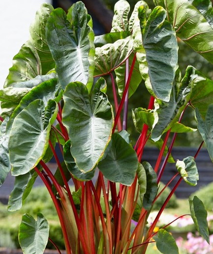 COLOCASIA Hawaiian Punch. - Image 3
