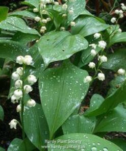 Our Lady's Tears