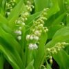 Convallaria majalis