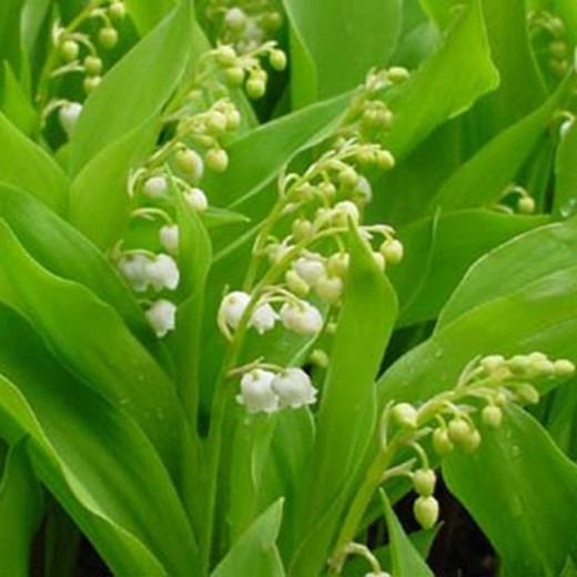 Convallaria majalis