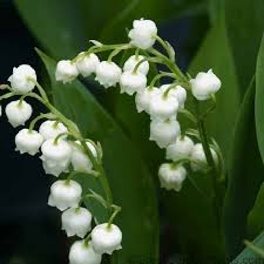 Convallaria