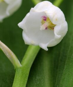 Flower of Convallaria