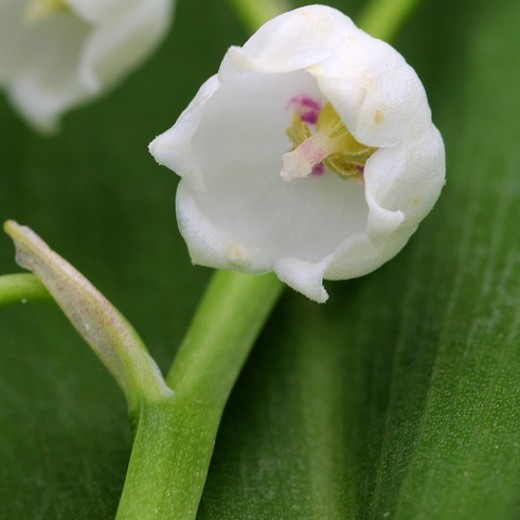 Flower of Convallaria