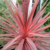 Cordyline