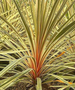 Cordyline TORBAY DAZZLER.  Cabbage Palm or The Cornish Palm.