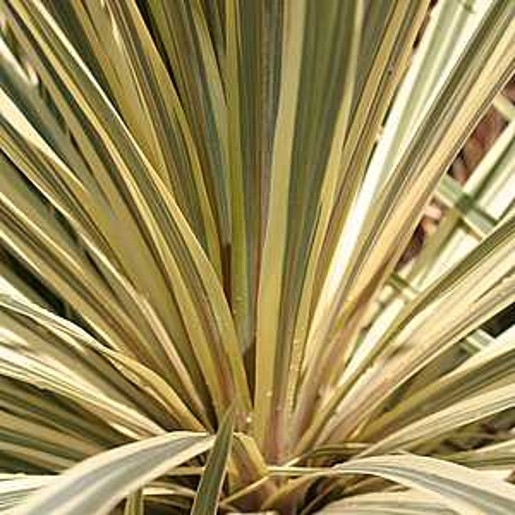 Cordyline TORBAY DAZZLER.  Cabbage Palm or The Cornish Palm. - Image 2