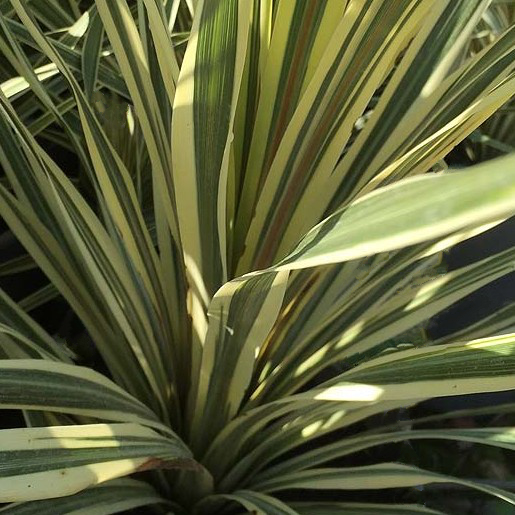Cordyline TORBAY DAZZLER.  Cabbage Palm or The Cornish Palm. - Image 4