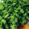 Coriander
