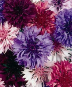 Cornflower