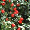 Cotoneaster Coral Beauty