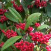Cotoneaster CORNUBIA