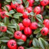 Cotoneaster Queen of Carpets