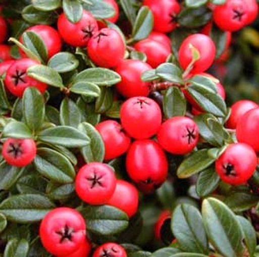 Cotoneaster Queen of Carpets