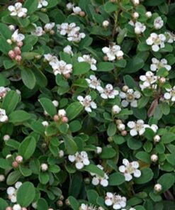 cotoneaster flowers