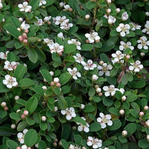 cotoneaster flowers