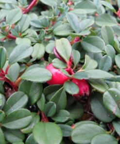 cotoneaster