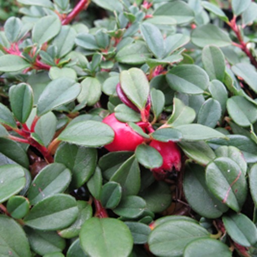 cotoneaster
