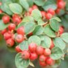 Cotoneaster Splendens
