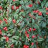 Cotoneaster repens