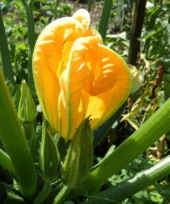 courgette flower