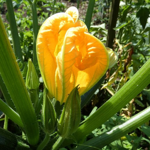 courgette flower