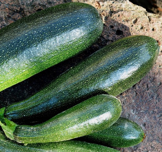 Courgette Black Beauty – Premium Heavy Fruiting Variety - Image 4