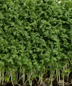 common cress