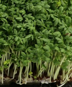 cress