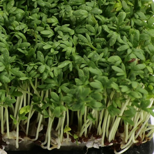 CRESS Curled. Fast-Growing Edible Herb Seeds. - Image 2