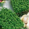 cress curled