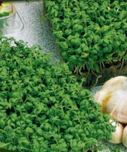 cress curled