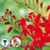 Crocosmia Lucifer