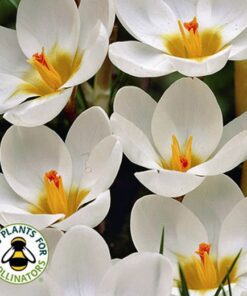 Crocus Ard Schenk