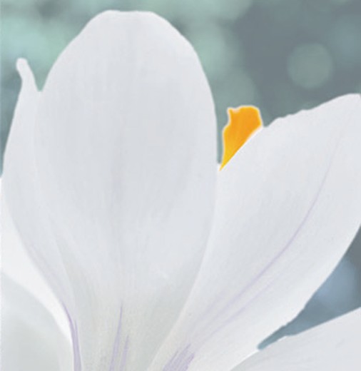 CROCUS Ard Schenk. The Snow Crocus. - Image 3
