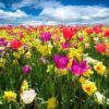 Crocus Daffodil Tulips