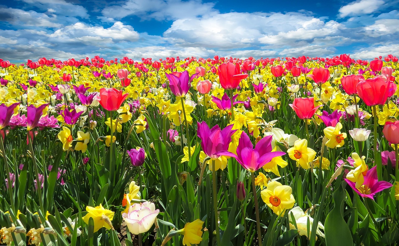 Crocus Daffodil Tulips