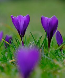 crocus