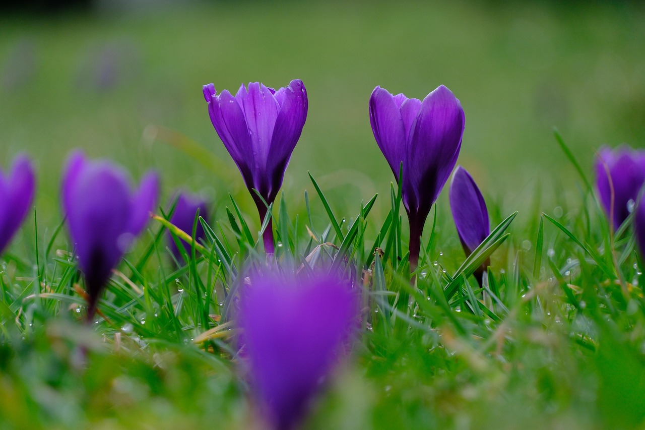 crocus