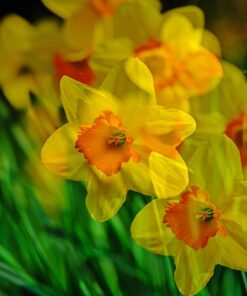 daffodil