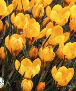 Crocus