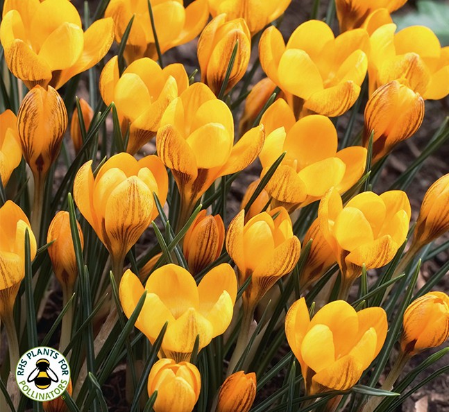 Crocus