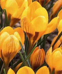 Crocus Fuscotinctus