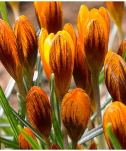 Orange Monarch
