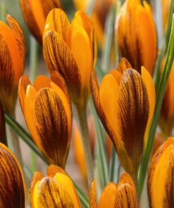 Orange Monarch