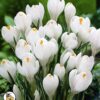 Crocus Snow White